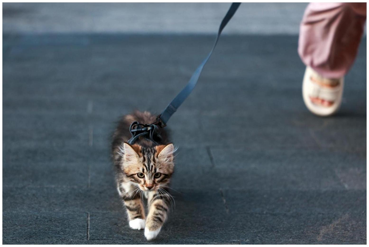 Owner Tries To Leash Train Cat, Then Dog Decides He’s Taking Over Teaching - Newsweek