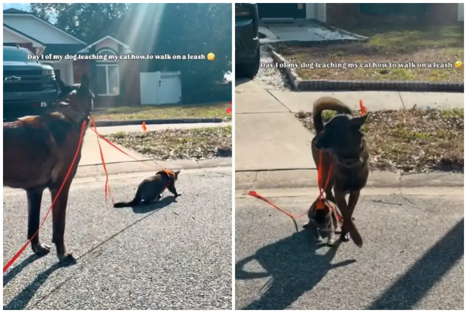 Leash Training Cat: How a Dog Takes Over Teaching the Lesson