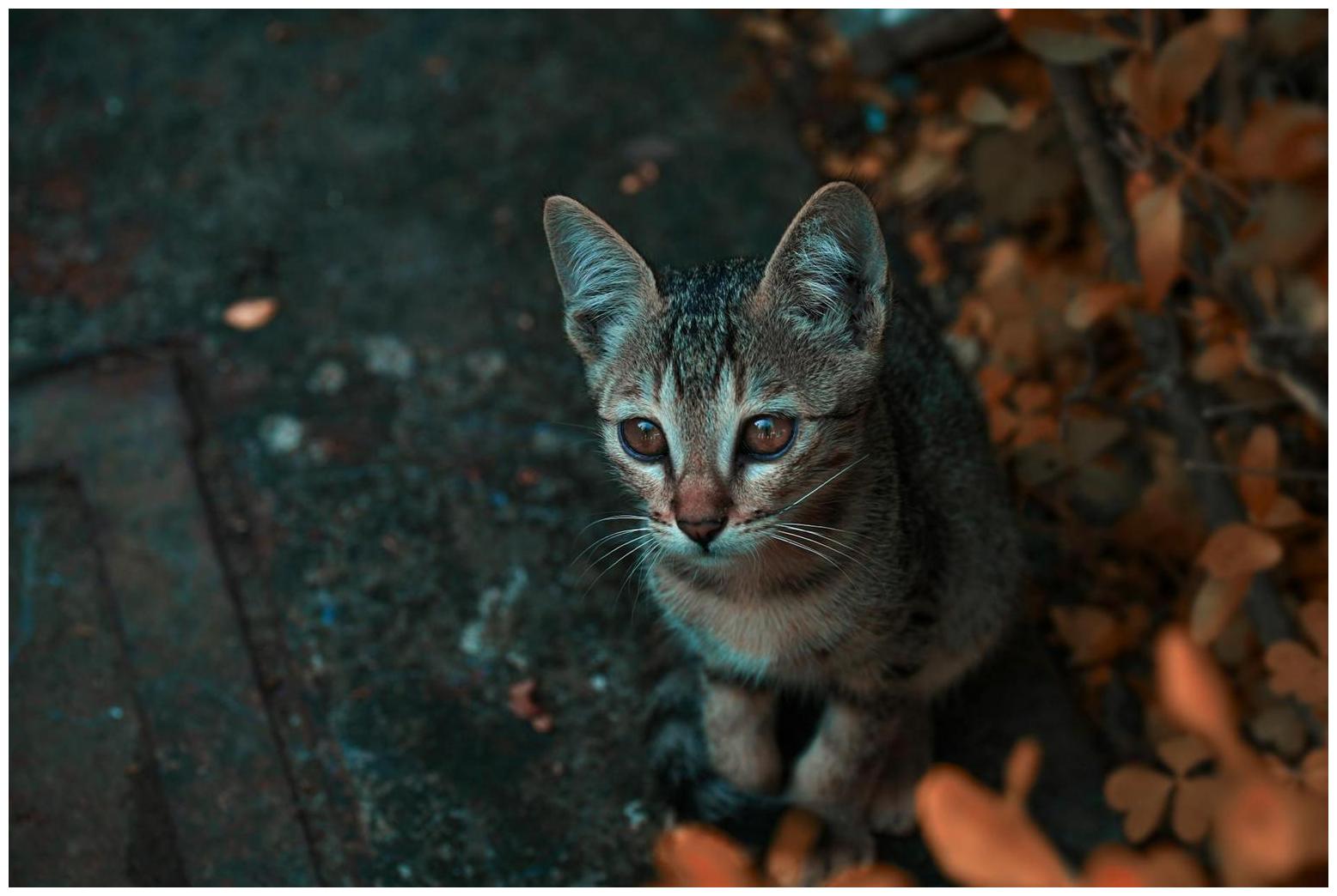Maine Coon Cat’s ‘Party Hat Ears’ Make Him a True Party Animal - AOL.com
