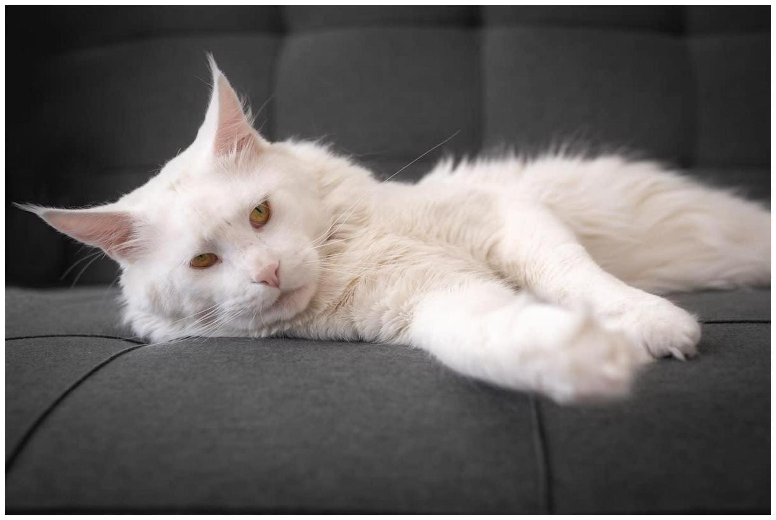 Maine Coon Cat Party Hat Ears: The Ultimate Guide to Feline Charm