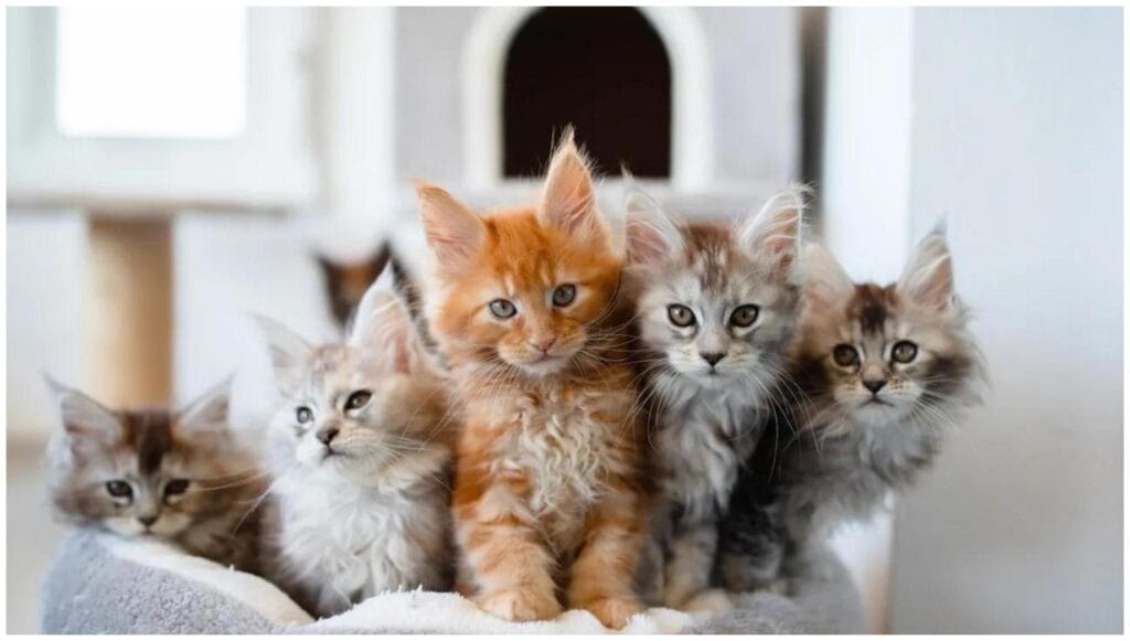 Flame Kissed Maine Coon Kitten's Viral Charm Melting Hearts