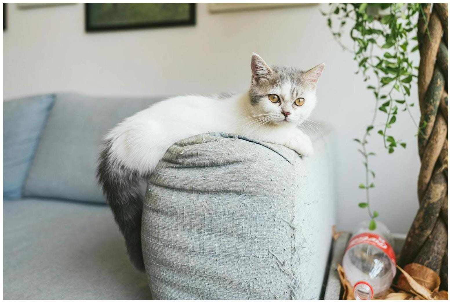 Munchkin Cat Old Soul: The Kitten Body and Wise Face