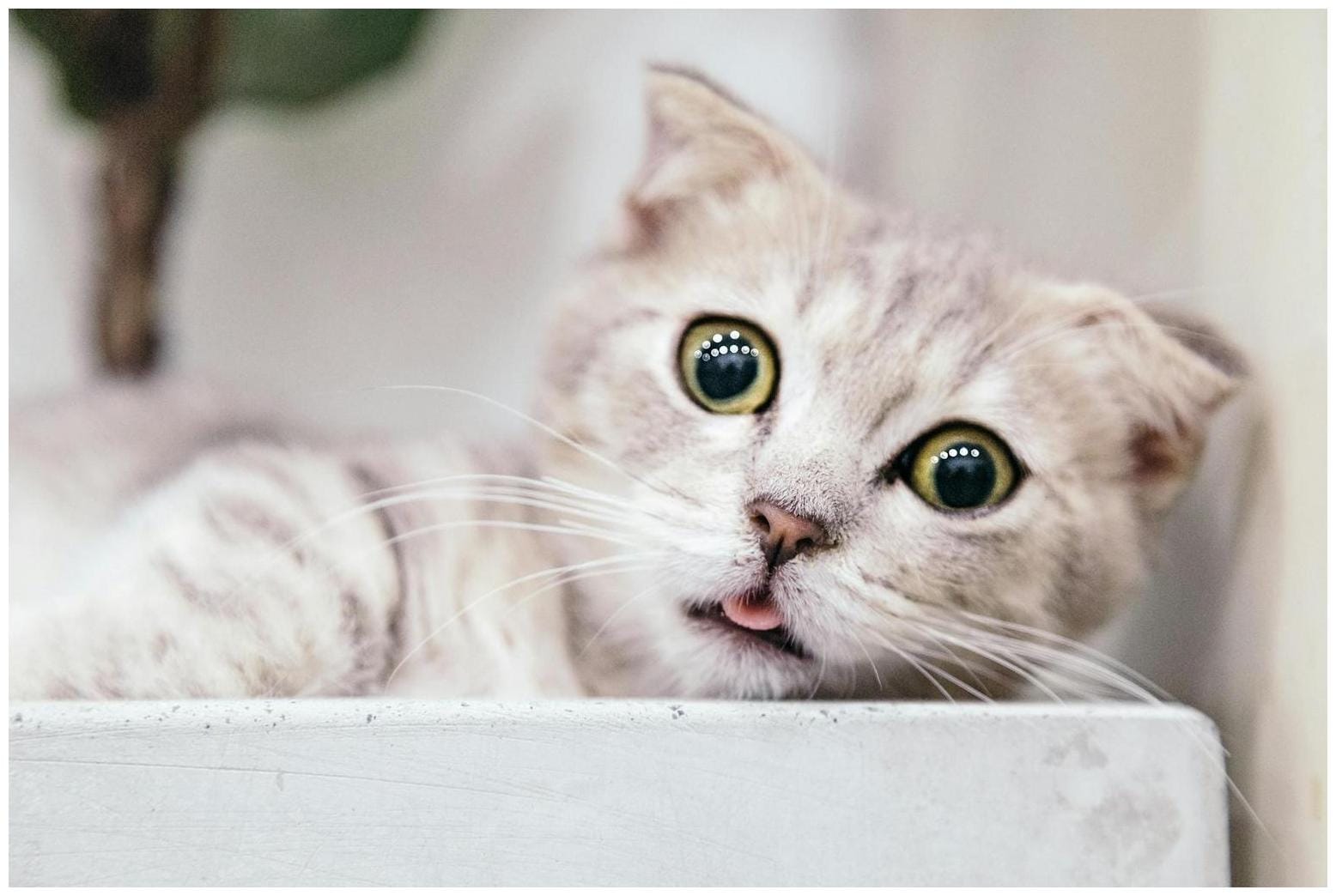 A Munchkin Cat Who Has the Body of a Kitten and the Wise Face of an Old Soul - Laughing Squid