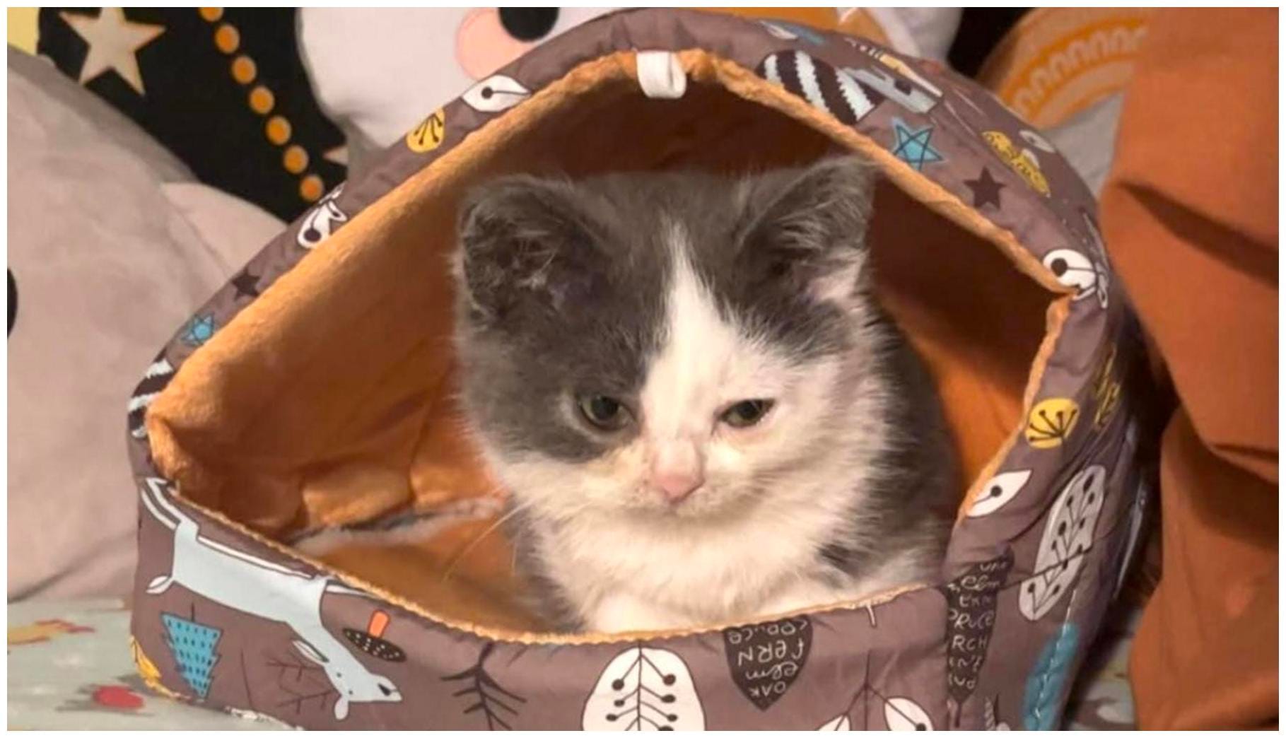 Munchkin Cat Old Soul: The Kitten Body and Wise Face