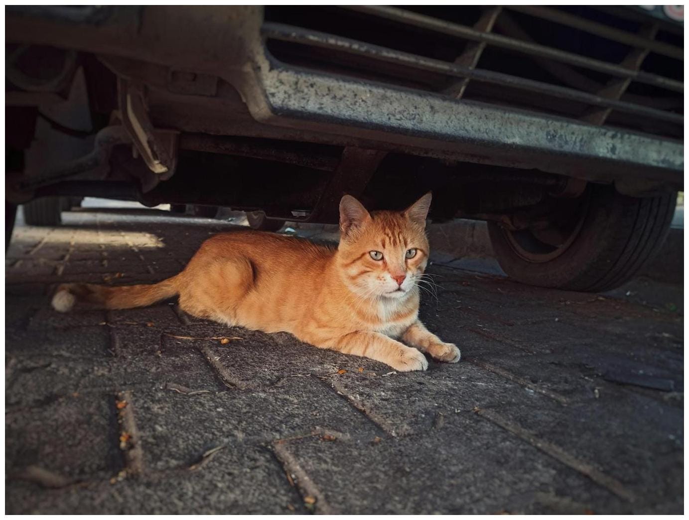 Orange Cat Fire Incident: Essential Home Safety Tips for Curious Felines