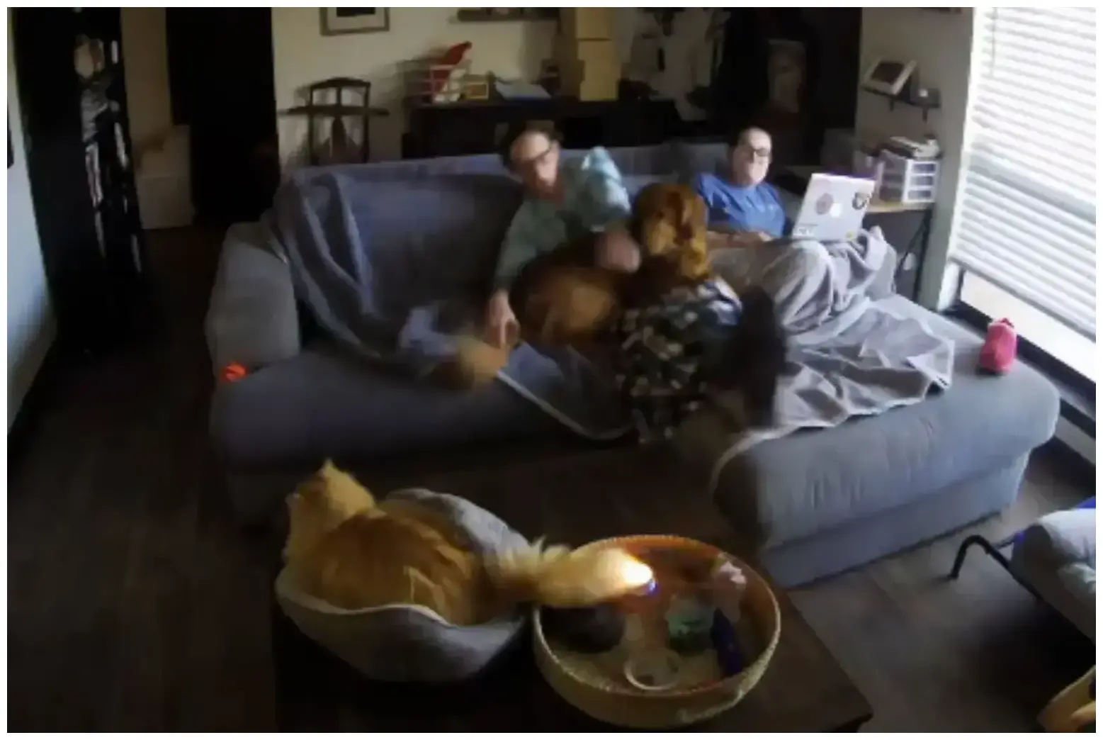 Orange Cat Fire Incident: Essential Home Safety Tips for Curious Felines