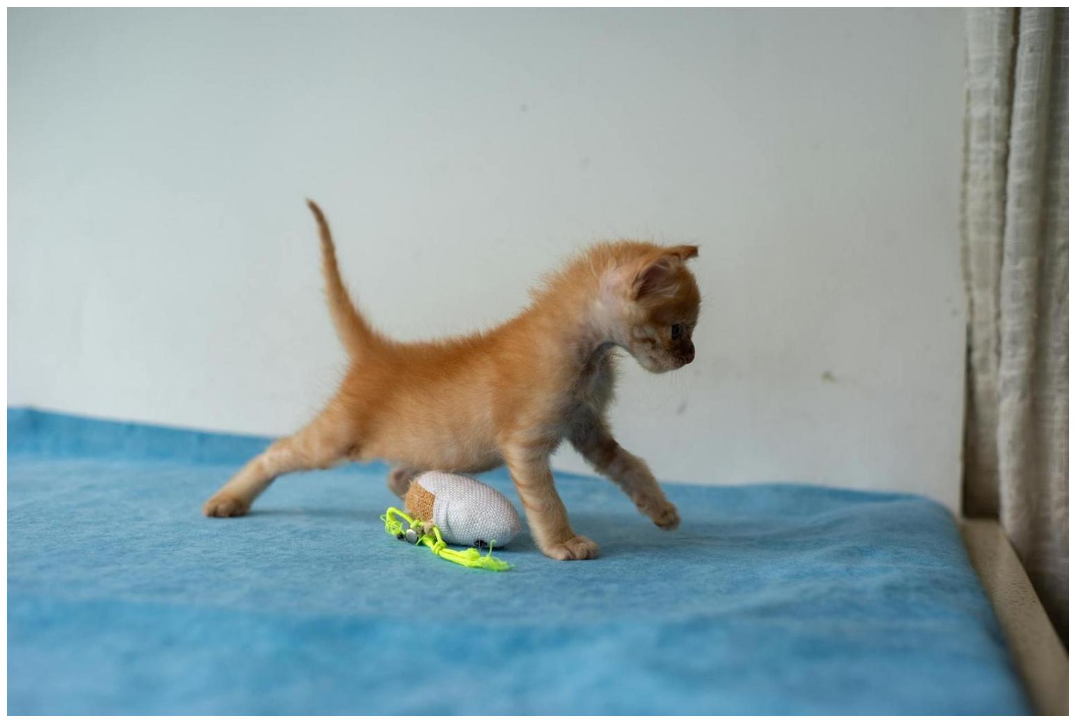 Paul Mescal Jessie Buckley Cats Controversy: Why Pet Parents Are Reacting