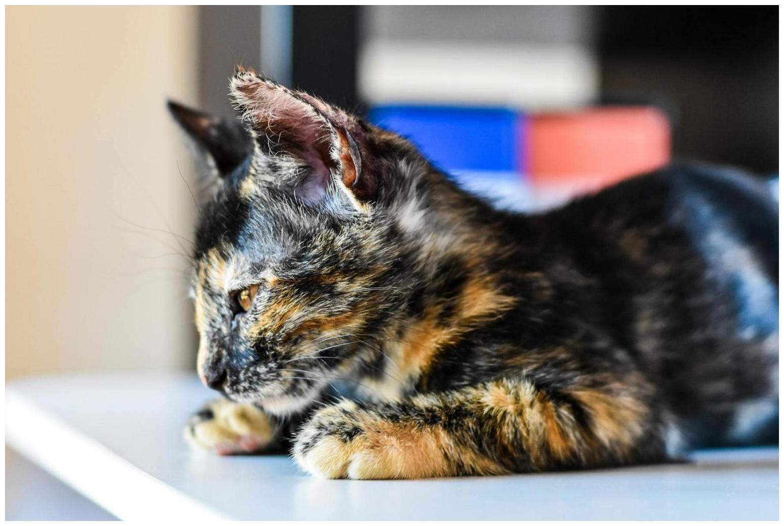 7 Essential Tips: Is Pet Insurance for Cats Truly Worth It?