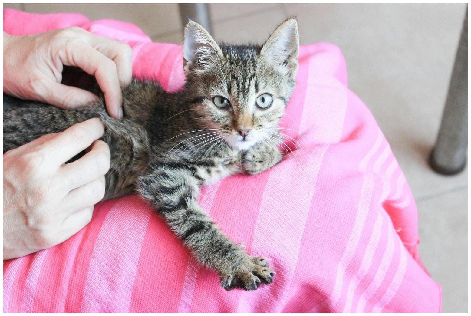 Is pet insurance worth it? - 1News