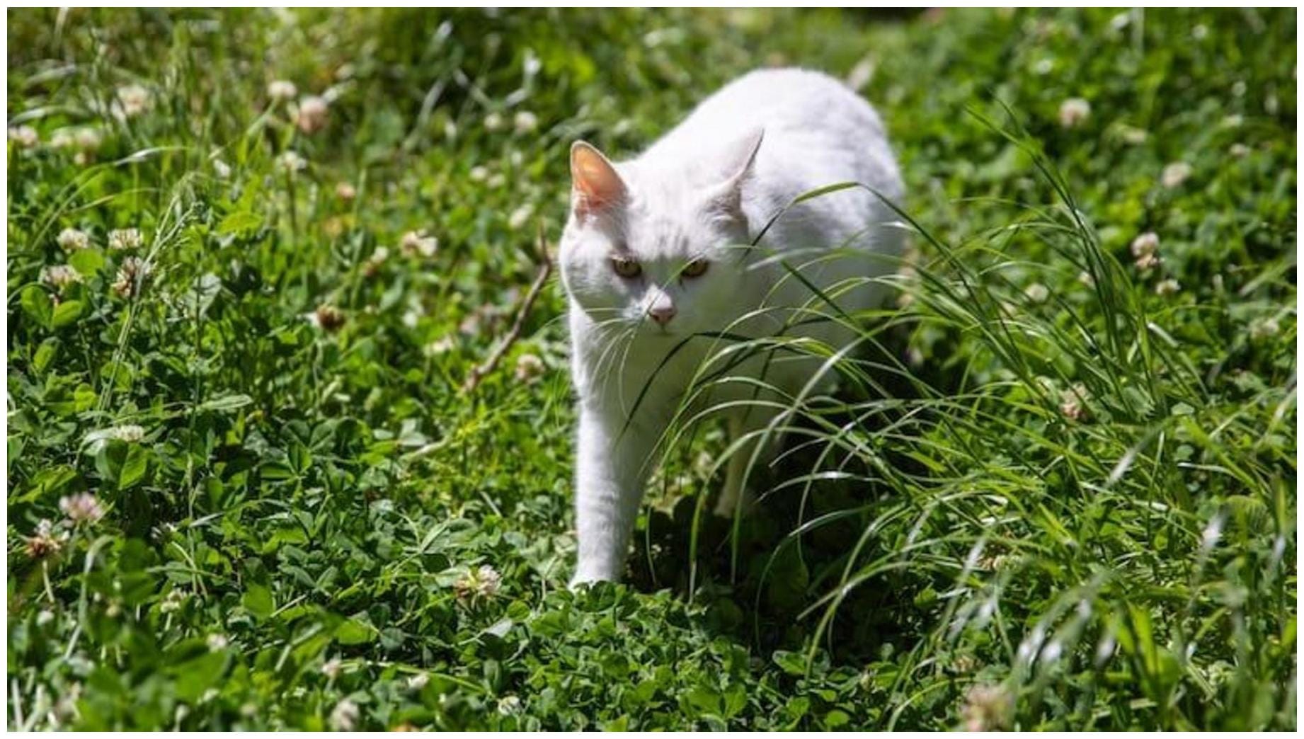 7 Essential Tips: Is Pet Insurance for Cats Truly Worth It?