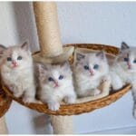 Gorgeous Ragdoll Kittens Playing Together: Perfect Sync with Mom