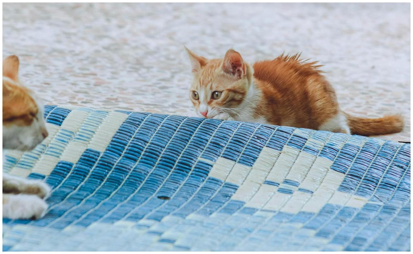Gorgeous Ragdoll Kittens Are in Perfect Sync While Playing With Their Mom - AOL.com