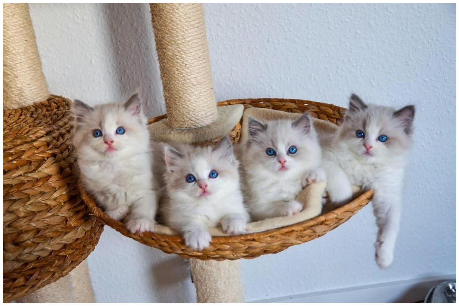 Gorgeous Ragdoll Kittens Playing Together: Perfect Sync with Mom
