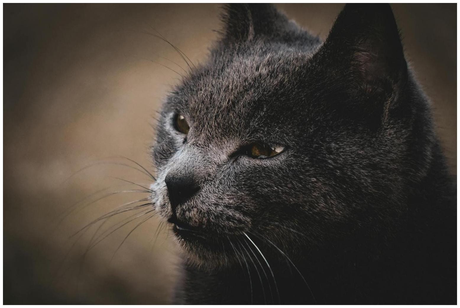 Scottish Fold Shares a Home With a Maine Coon and He’s Had Enough - AOL.com