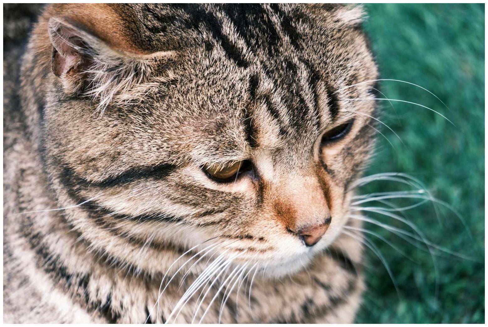 Scottish Fold Maine Coon: Navigating Sibling Rivalry with Feline Friends