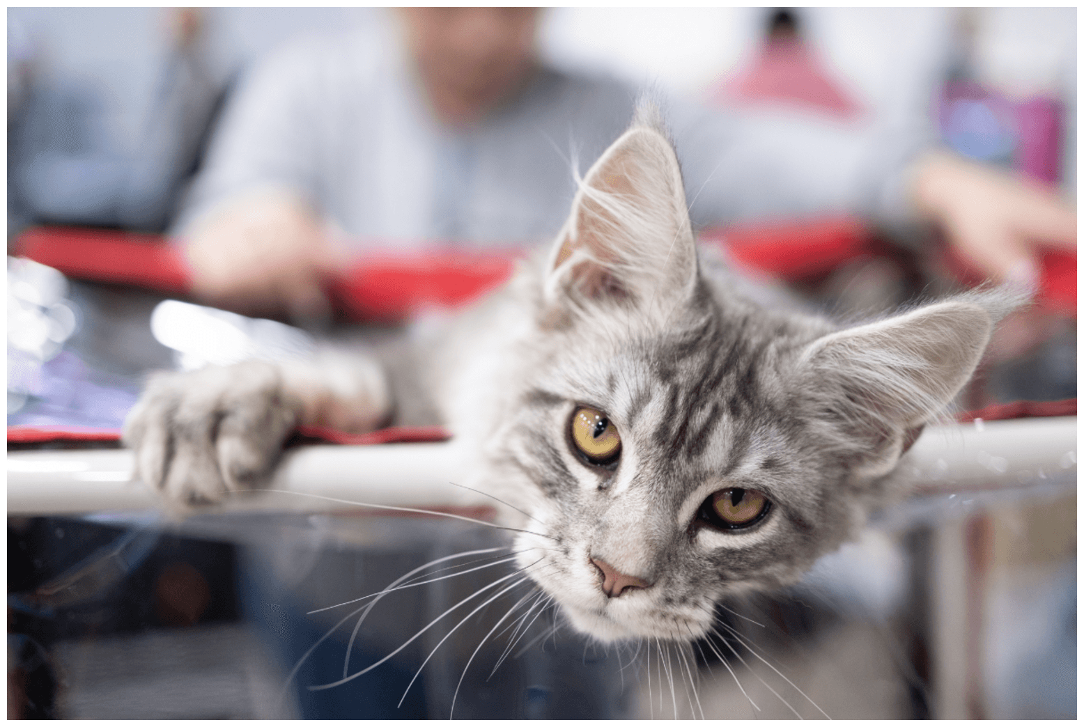Scottish Fold Maine Coon: Navigating Sibling Rivalry with Feline Friends