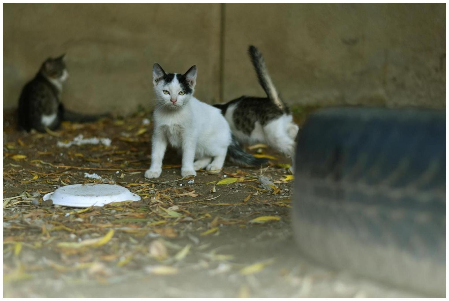 Texarkana Cat Cruelty Charges: 14 Felines Found in Tragic Neglect Case