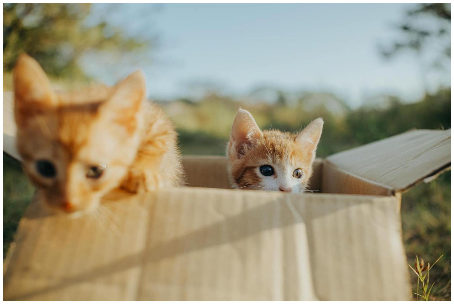 Woman Feeds Stray Cat: An Adorable Surprise Unfolds