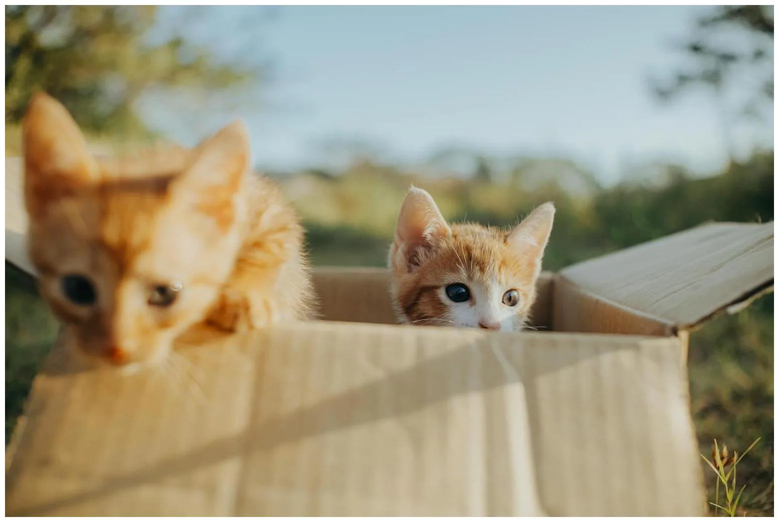 Woman Feeds Stray Cat: An Adorable Surprise Unfolds
