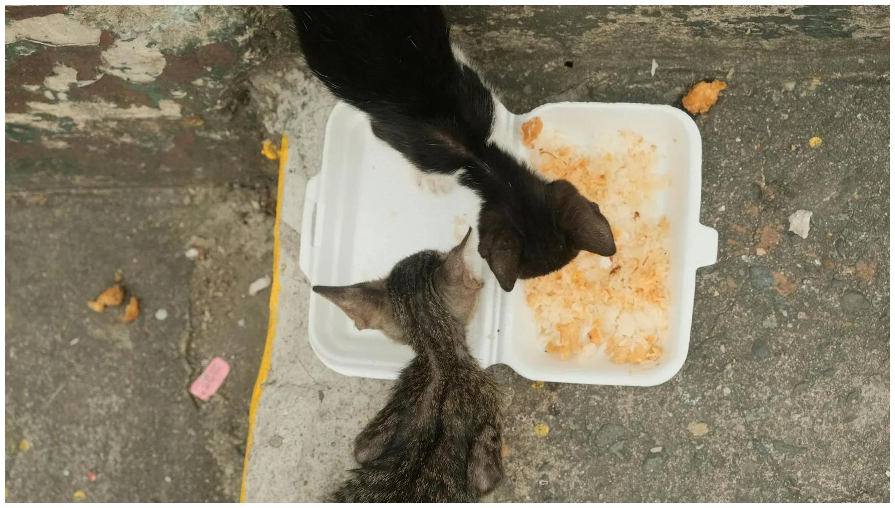 Woman feeds stray cat and it returns with adorable surprise - The Mirror