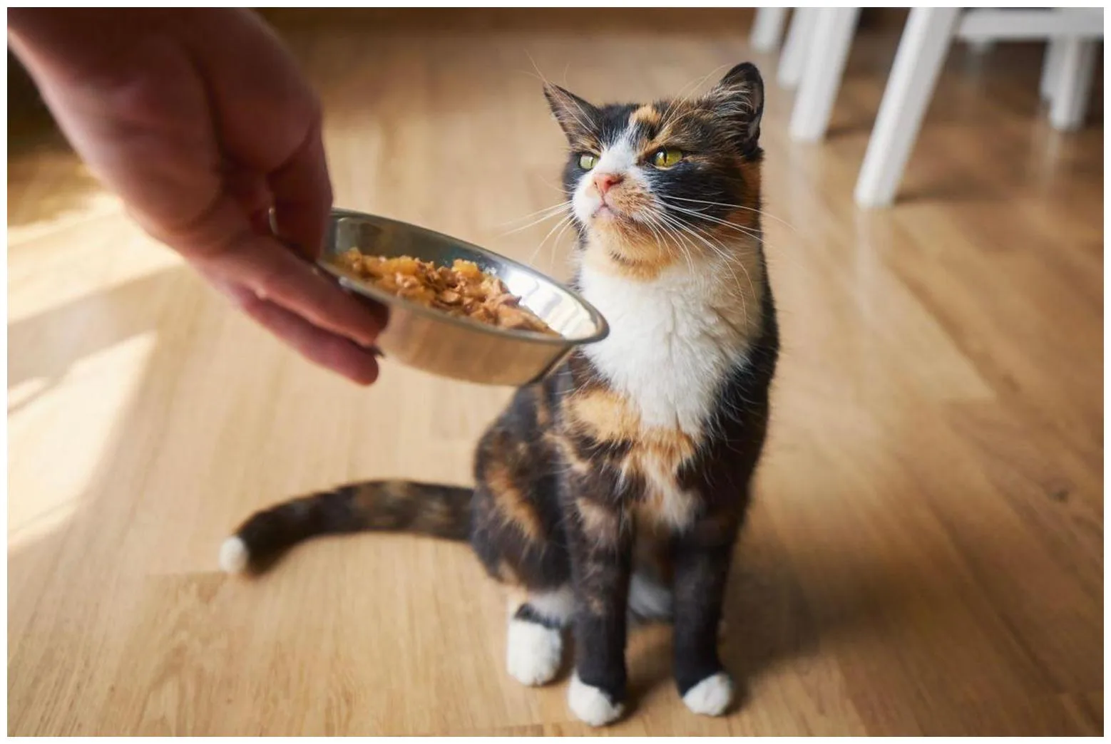 Woman Feeds Stray Cat: An Adorable Surprise Unfolds