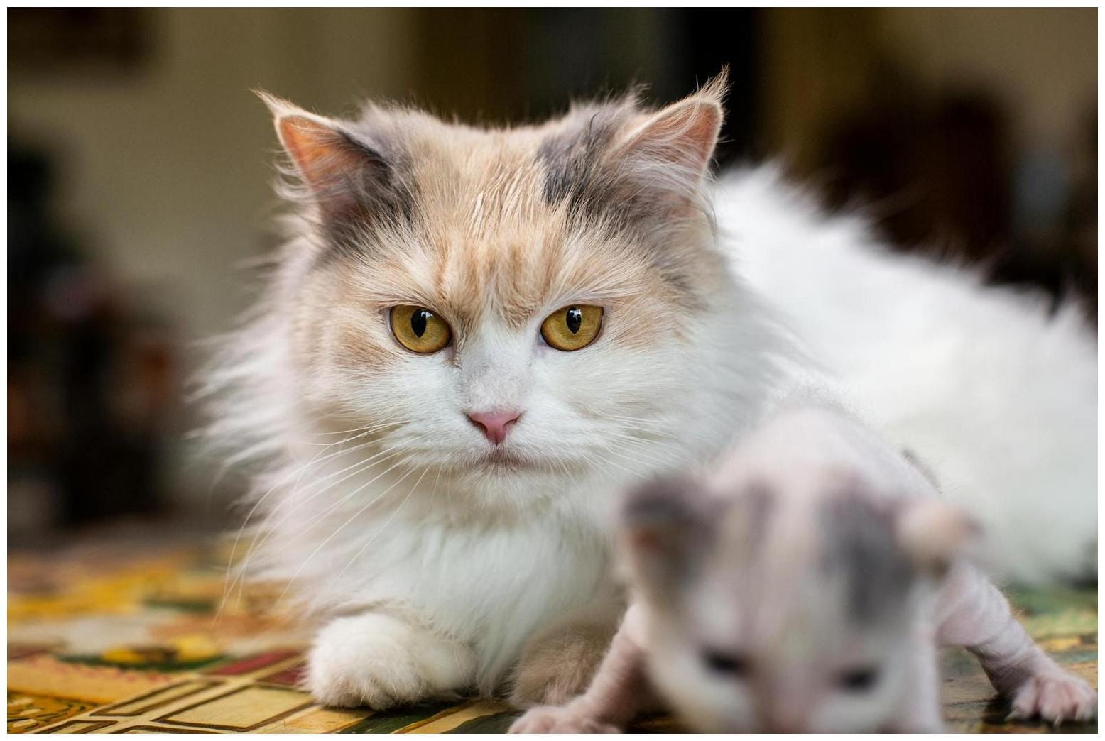 Woman Feeds Stray Cat: Her Heartwarming Surprise of Kittens