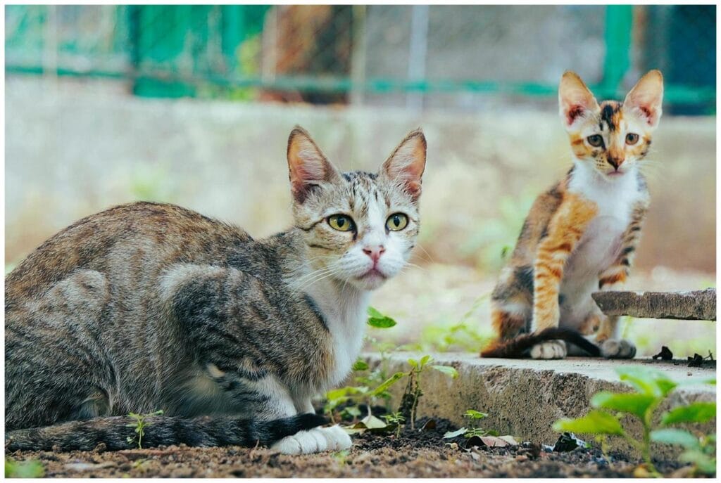 Woman Feeds Stray Cat: Her Heartwarming Surprise of Kittens