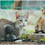 Woman Feeds Stray Cat: Her Heartwarming Surprise of Kittens