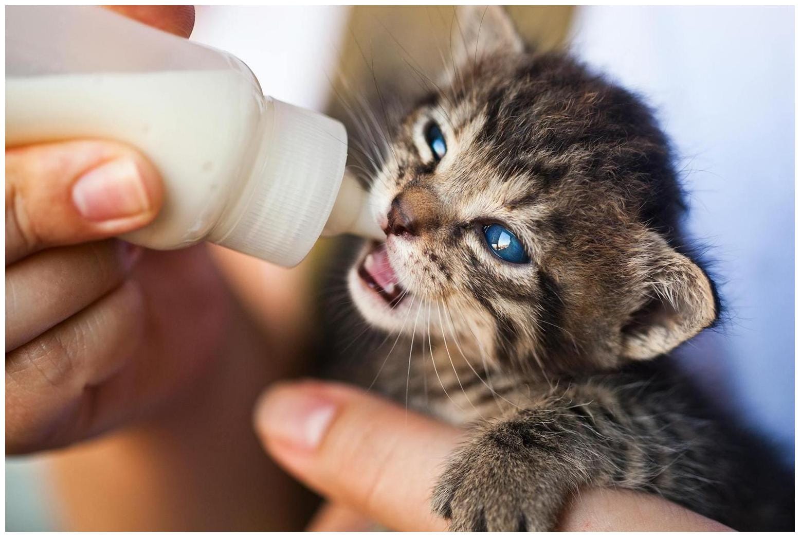 Woman Feeds Stray Cat, Then She Brings Back the Cutest Surprise - Newsweek
